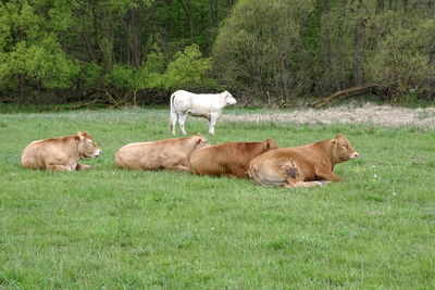 Cows on grassy field