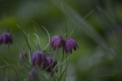 Close-up of purple thistle flowers