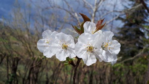 Close-up of white cherry blossoms in spring