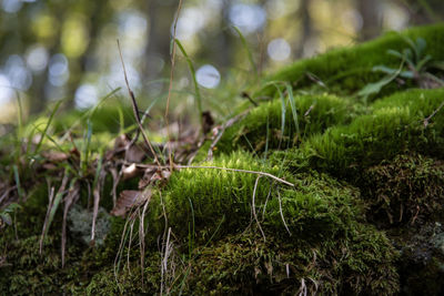 Close-up of moss growing on field