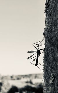 Close-up of insect on plant against clear sky