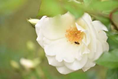 Close-up of bee on white flower