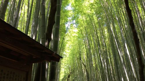 Trees in forest