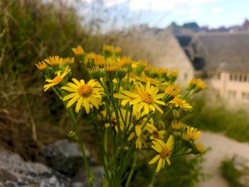 Close-up of yellow flowers blooming on field