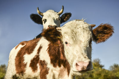 Portrait of cow