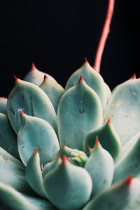 Close-up of succulent plant