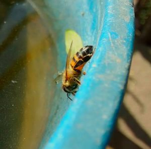 Close-up of insect