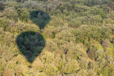 High angle view of trees on field