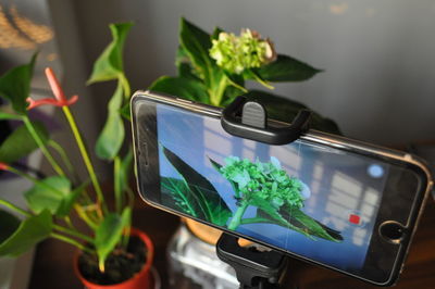 Close-up of potted plant with mobile phone