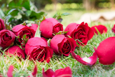 Close-up of red flowers on field
