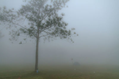 Trees on field against sky