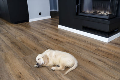 The golden retriever puppy sleeping on modern vinyl panels in the living room of the house. 