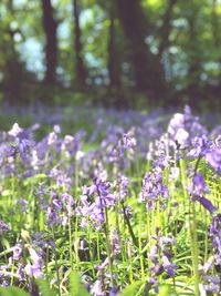 Close-up of purple flowering plants on field