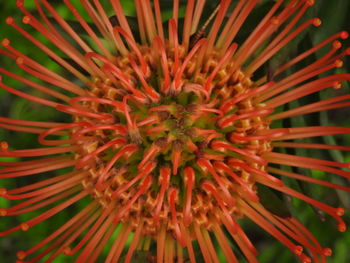 Full frame shot of red flower