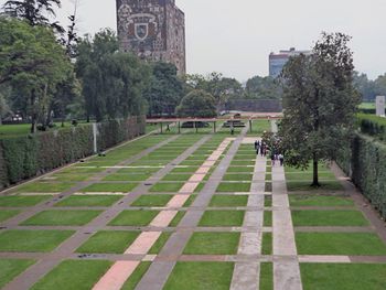 Trees in city