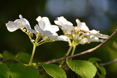 Close-up of insect on flowers