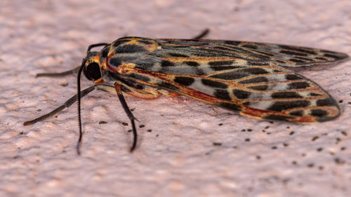 Macro shot of insect on wall