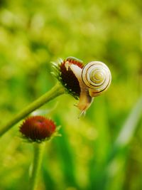 Close-up of snail on leaf