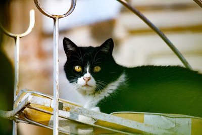 Close-up of cat