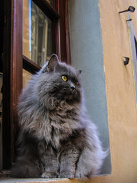 Cat sitting on window