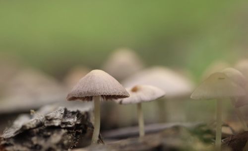 Close-up of mushroom growing on field