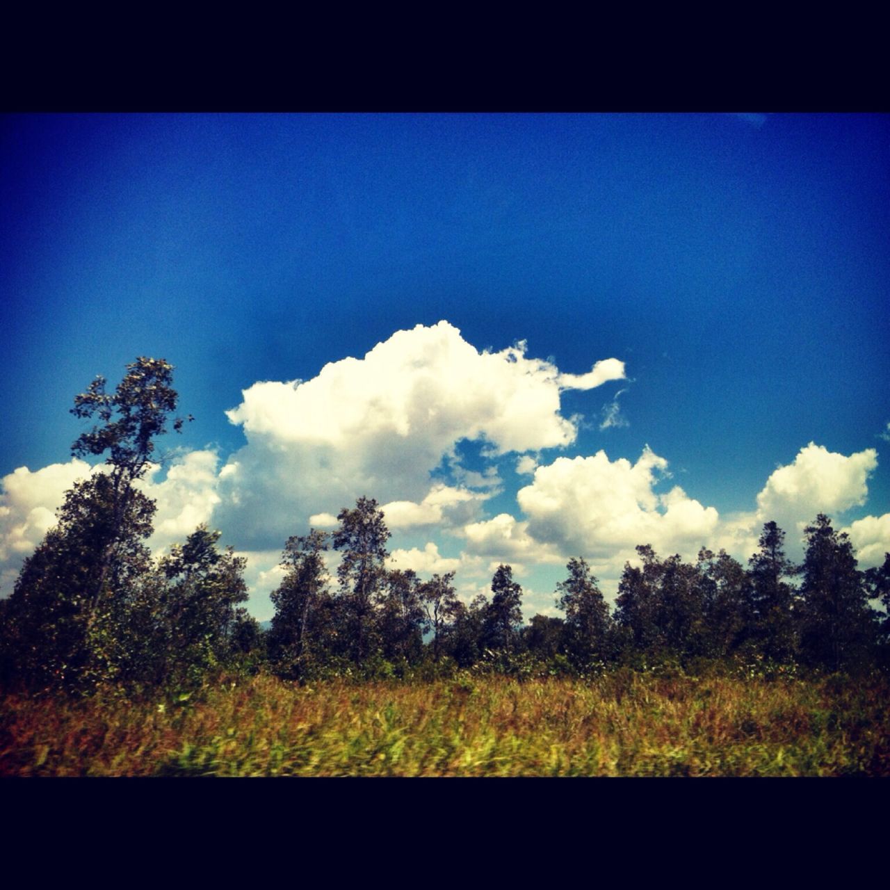 transfer print, tree, auto post production filter, blue, sky, tranquility, tranquil scene, nature, beauty in nature, scenics, landscape, growth, field, cloud, copy space, day, cloud - sky, outdoors, non urban scene, clear sky