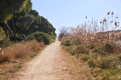 Dirt road along plants and trees against sky