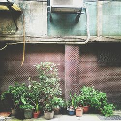 Plants growing in front of building