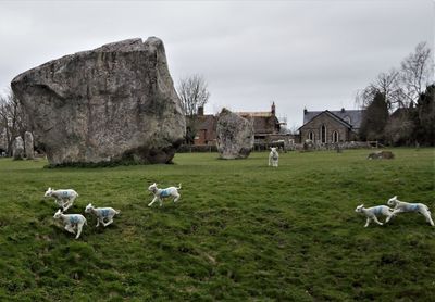 Spring lambs loving new life in spring at avebury