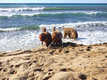 Spanish water dogs on sea shore during sunny day