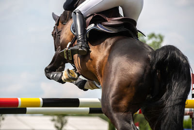 Horse jumping, equestrian sports, show jumping competition themed photograph.