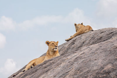 Lioness with lion cub sitting on a rock against the sky