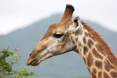 Close-up of giraffe against sky