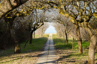 View of trees in field