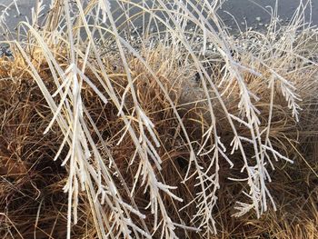 Full frame shot of wheat field