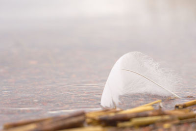 Close-up of feather on wood