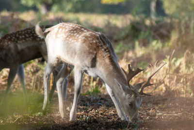 Deer standing on field