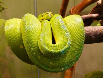 Close-up of green snake