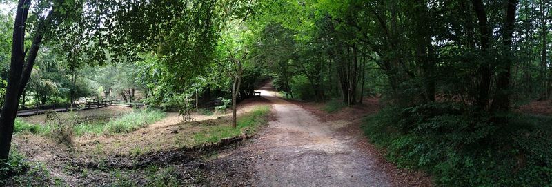 Road amidst trees in forest