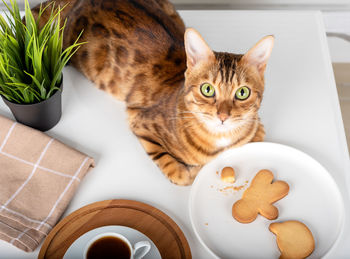 Top view of a plate with cookies and a cat on the table