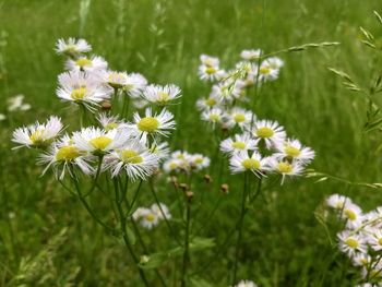 Close-up of white daisy flowers on field