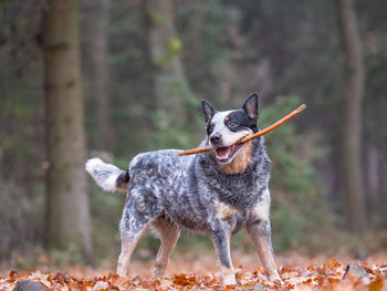 Dog standing on land