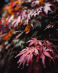 Close-up of raindrops on maple leaves during autumn