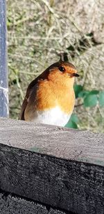 Close-up of bird perching on wood