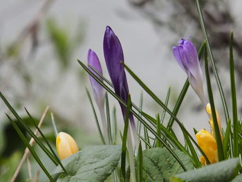 Close-up of purple crocus plant