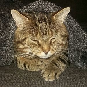 Portrait of cat sitting on sofa