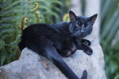 Close-up of a cat