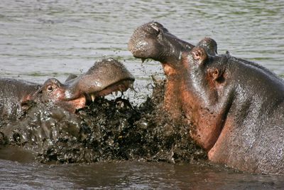 Closeup of two fighting hippopotamus hippopotamus amphibious in ngorongoro crater, tanzania.
