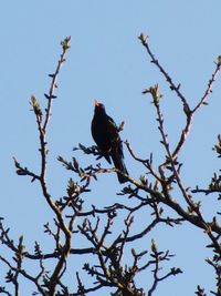 Low angle view of bird perching on tree