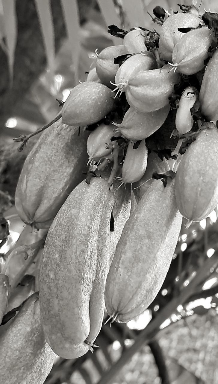 plant, leaf, tree, black and white, branch, growth, close-up, flower, nature, monochrome photography, spring, no people, white, fruit, blossom, healthy eating, focus on foreground, food, freshness, food and drink, monochrome, macro photography, beauty in nature, day, plant part, outdoors, flowering plant, black, produce, wellbeing